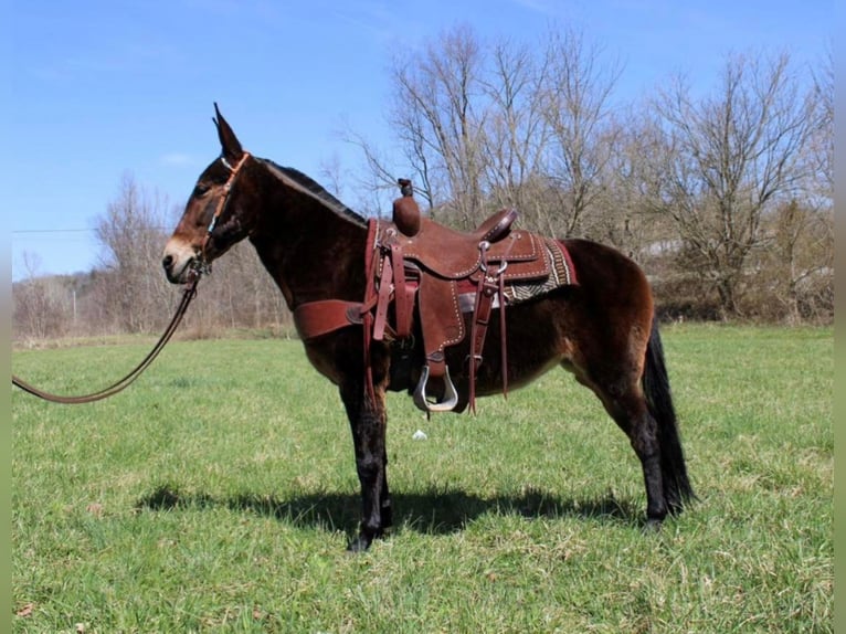 Tennessee Walking Horse Castrone 13 Anni 145 cm Baio ciliegia in Salyersville KY