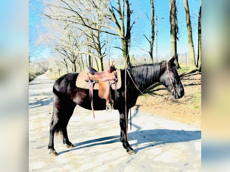 Tennessee Walking Horse Castrone 13 Anni 152 cm Morello in Carnesville