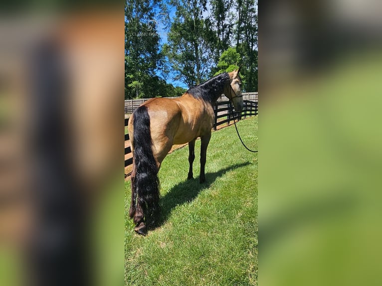 Tennessee Walking Horse Castrone 13 Anni 152 cm Pelle di daino in Gillsville, ga