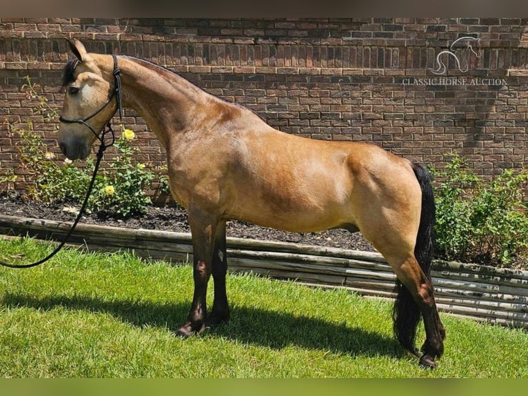 Tennessee Walking Horse Castrone 13 Anni 152 cm Pelle di daino in Gillsville, ga