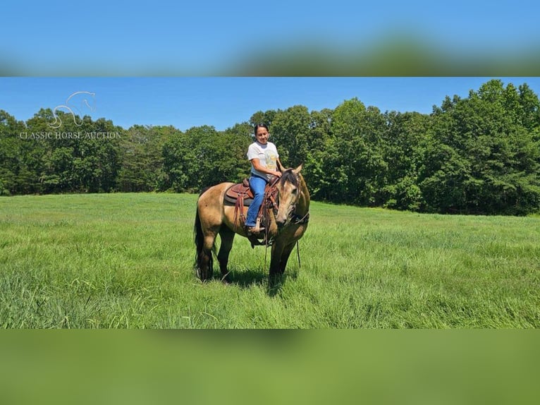 Tennessee Walking Horse Castrone 13 Anni 152 cm Pelle di daino in Gillsville, ga