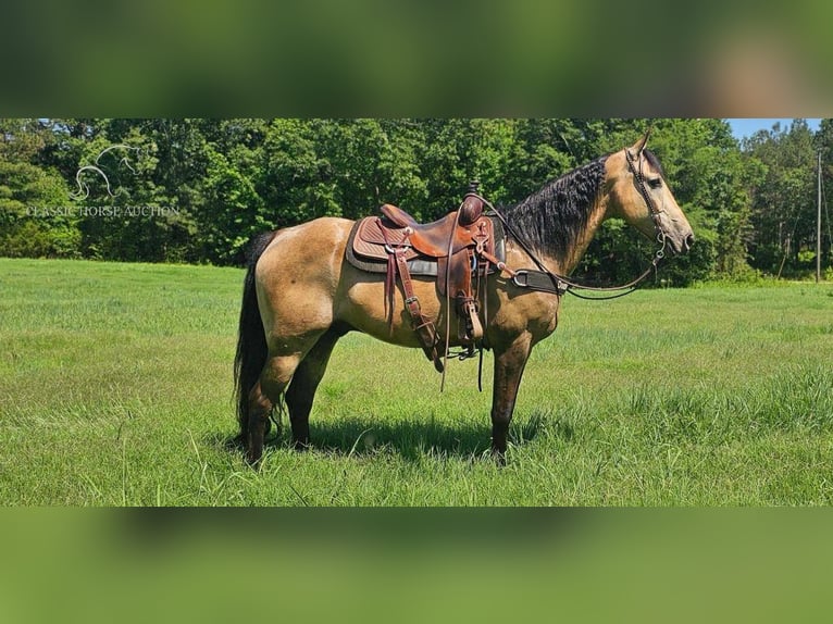 Tennessee Walking Horse Castrone 13 Anni 152 cm Pelle di daino in Gillsville, ga