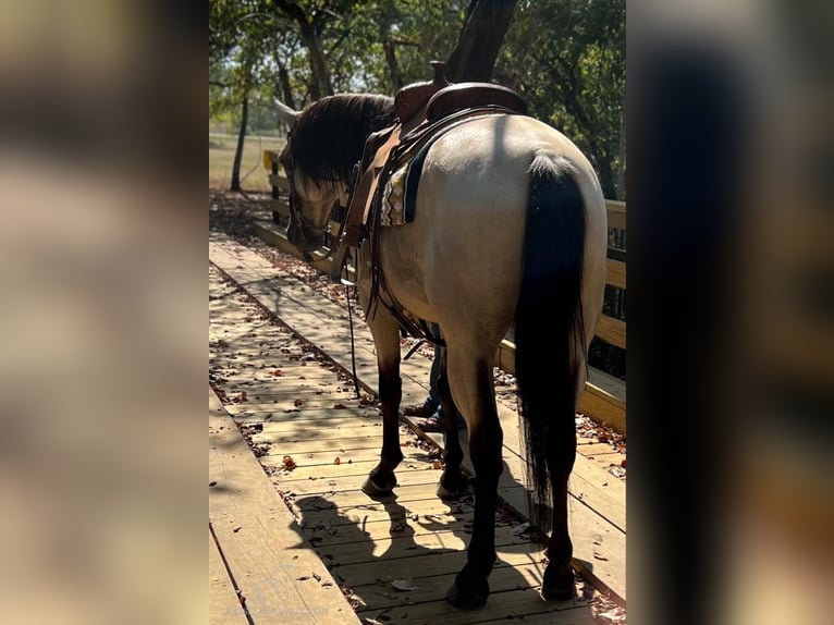 Tennessee Walking Horse Castrone 13 Anni 152 cm Pelle di daino in Petersburg, TN