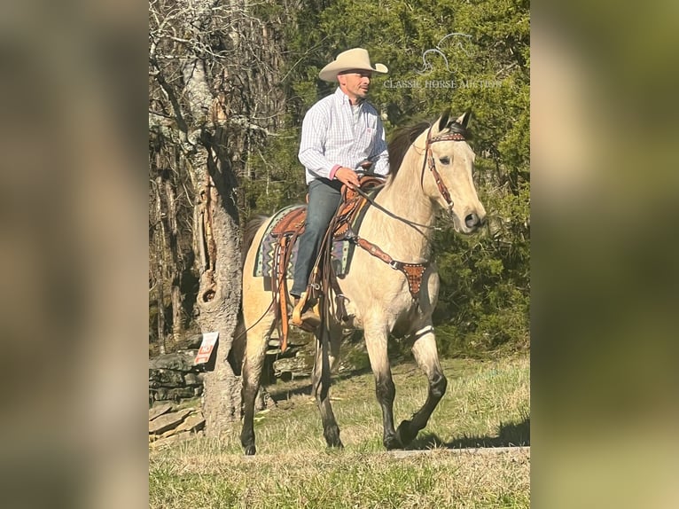 Tennessee Walking Horse Castrone 13 Anni 152 cm Pelle di daino in Petersburg, TN