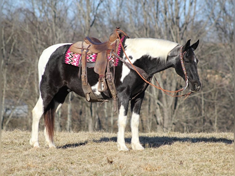 Tennessee Walking Horse Castrone 13 Anni 152 cm Tobiano-tutti i colori in Brodhead, KY