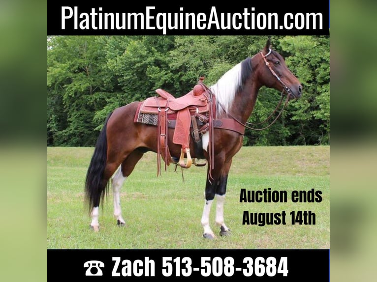 Tennessee Walking Horse Castrone 13 Anni 152 cm Tobiano-tutti i colori in Salyersville Ky