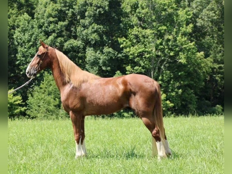 Tennessee Walking Horse Castrone 13 Anni 155 cm Sauro ciliegia in Whitley City KY