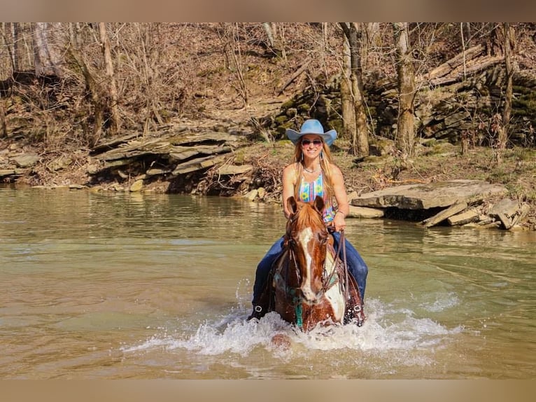 Tennessee Walking Horse Castrone 13 Anni 155 cm Tobiano-tutti i colori in Hillsboro, KY