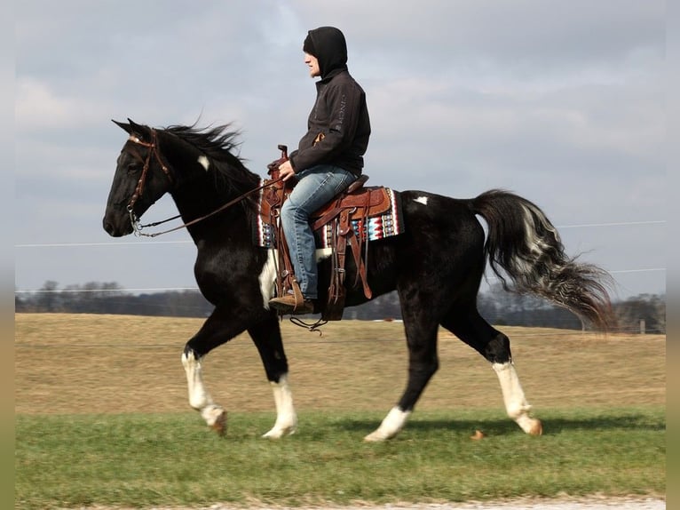 Tennessee Walking Horse Castrone 13 Anni 155 cm Tobiano-tutti i colori in Whitley city KY