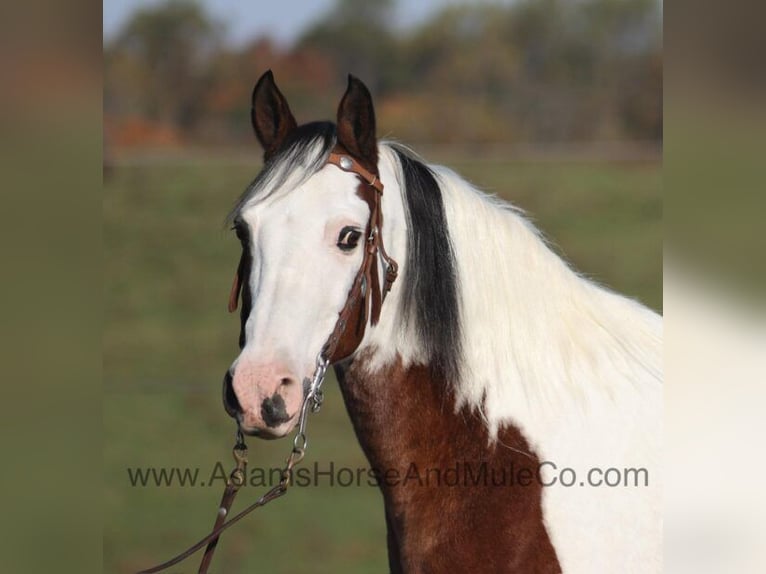 Tennessee Walking Horse Castrone 13 Anni Baio ciliegia in Mount Vernon