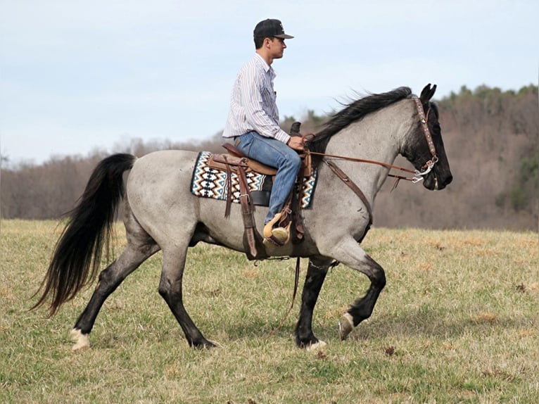 Tennessee Walking Horse Castrone 13 Anni Roano blu in Brodhead KY