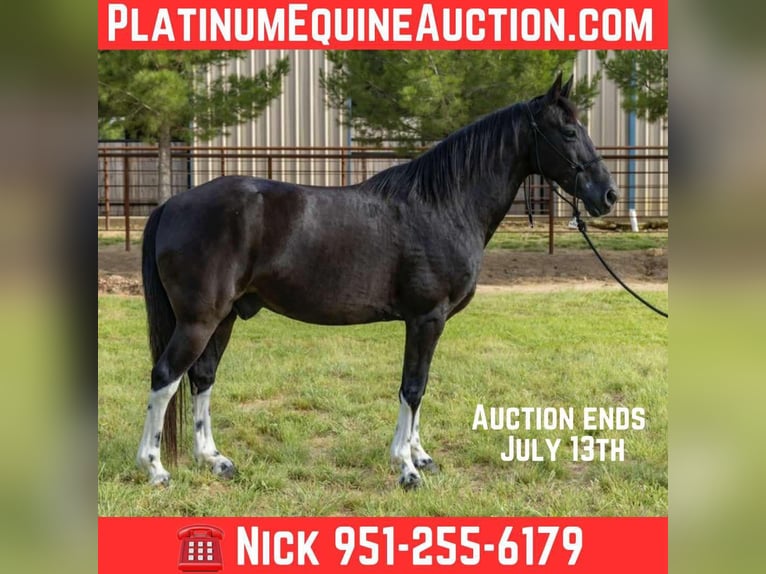 Tennessee Walking Horse Castrone 13 Anni Tobiano-tutti i colori in Weatherford TX