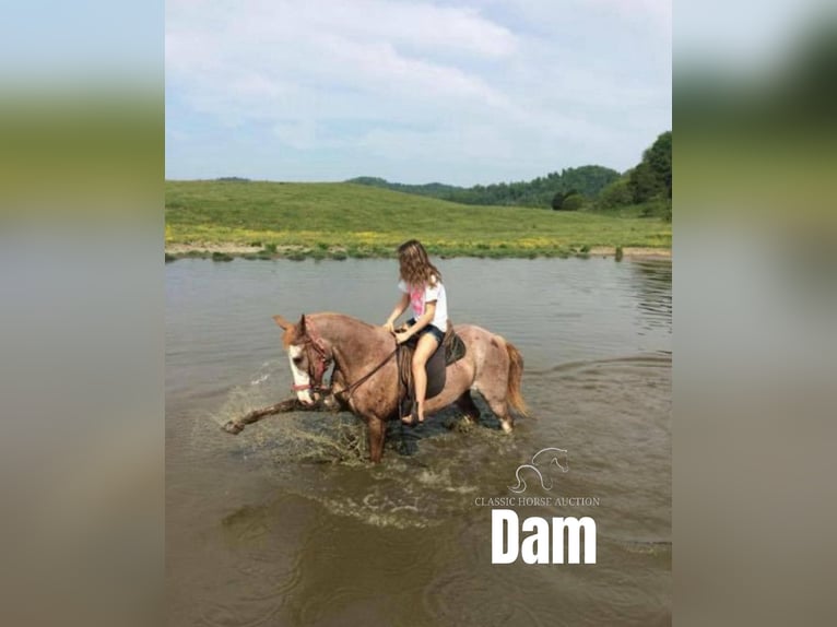 Tennessee Walking Horse Castrone 14 Anni 142 cm Bianco in Rockholds, KY