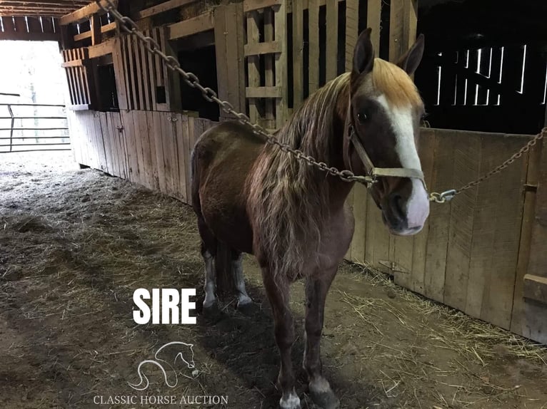 Tennessee Walking Horse Castrone 14 Anni 142 cm Bianco in Rockholds, KY