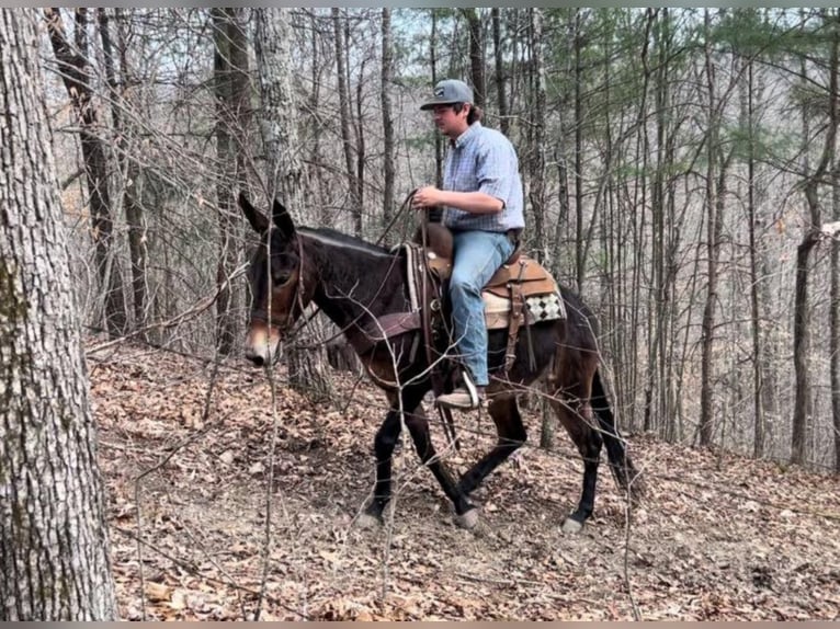 Tennessee Walking Horse Castrone 14 Anni 145 cm Baio ciliegia in Salyersville KY