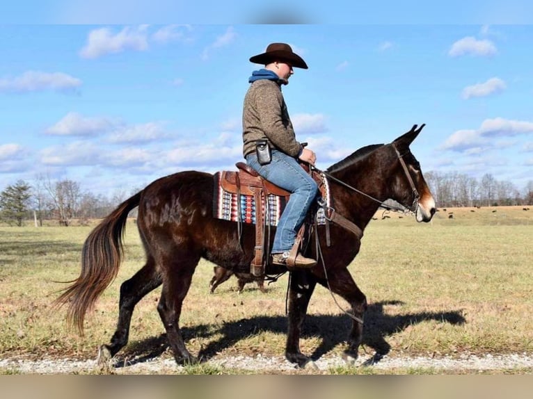 Tennessee Walking Horse Castrone 14 Anni 150 cm Baio ciliegia in Whitley City Ky
