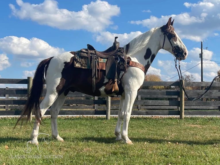 Tennessee Walking Horse Castrone 14 Anni 152 cm in New Richmond, OHIO