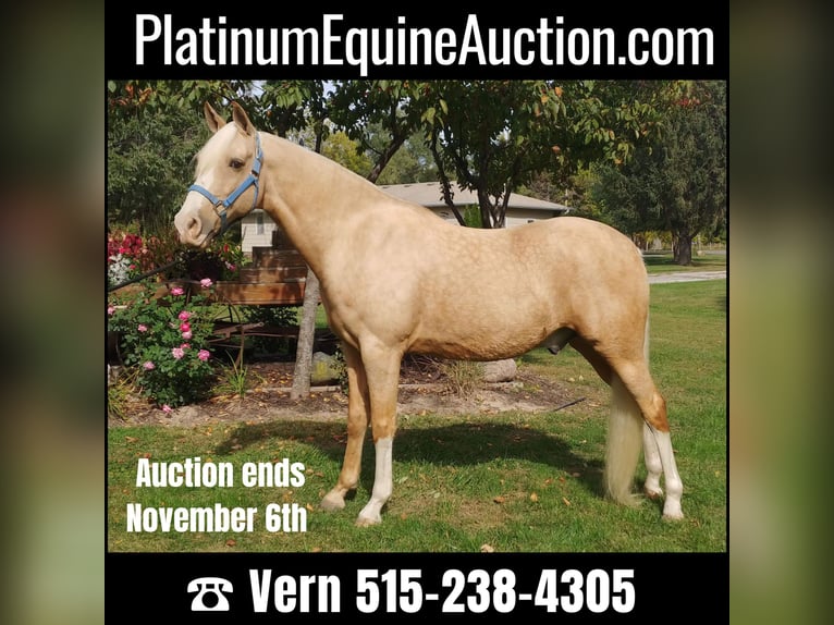 Tennessee Walking Horse Castrone 14 Anni 152 cm Palomino in Pleasant HIll IA