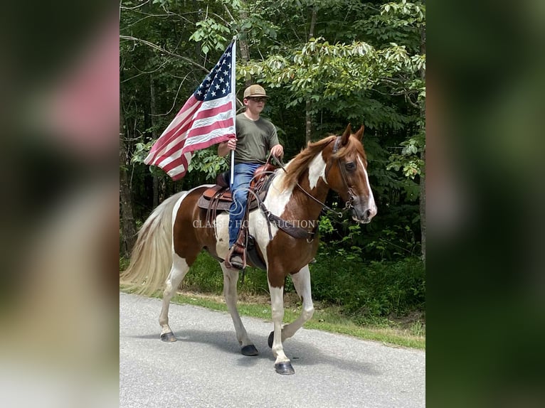 Tennessee Walking Horse Castrone 14 Anni 152 cm Sauro ciliegia in Grayson, KY
