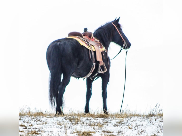 Tennessee Walking Horse Castrone 14 Anni 155 cm Morello in Walkerton, IN