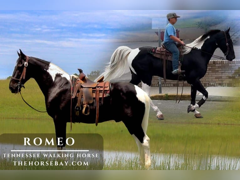 Tennessee Walking Horse Castrone 14 Anni 160 cm Tobiano-tutti i colori in Strunk, KY