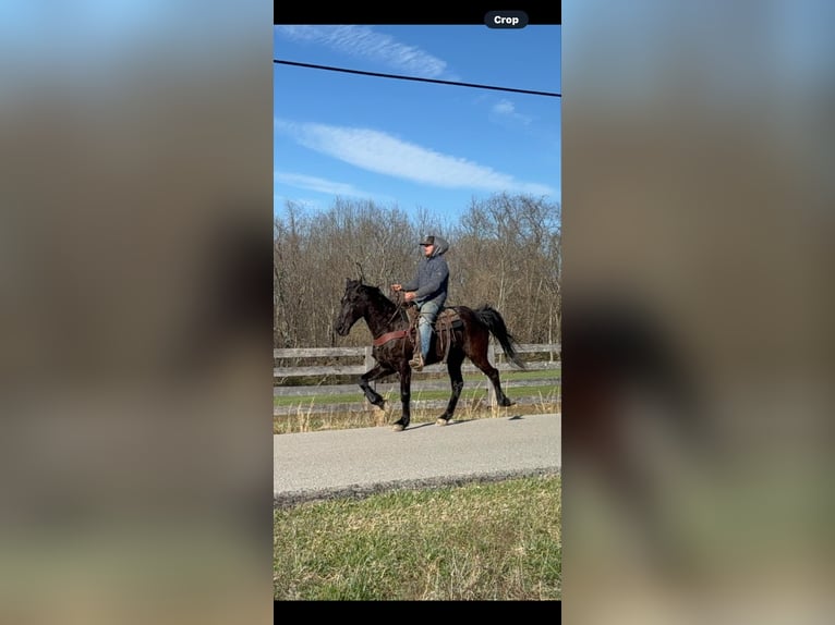 Tennessee Walking Horse Castrone 14 Anni Morello in MOscow OH