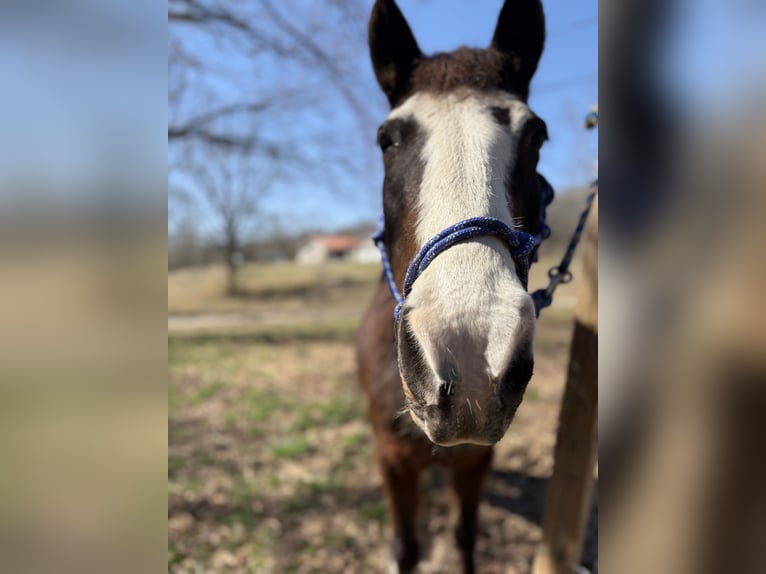 Tennessee Walking Horse Mix Castrone 15 Anni 150 cm Baio scuro in Whitwell