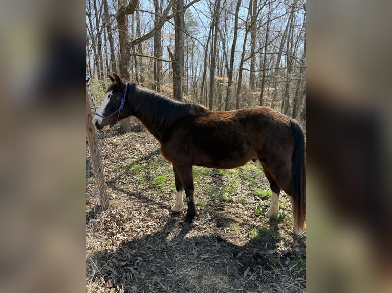 Tennessee Walking Horse Mix Castrone 15 Anni 150 cm Baio scuro in Whitwell