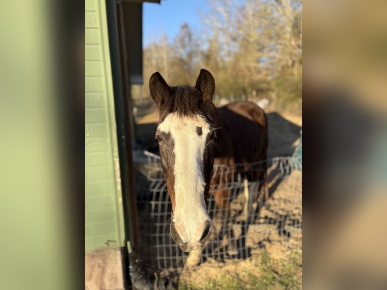 Tennessee Walking Horse Mix Castrone 15 Anni 150 cm Baio scuro in Whitwell