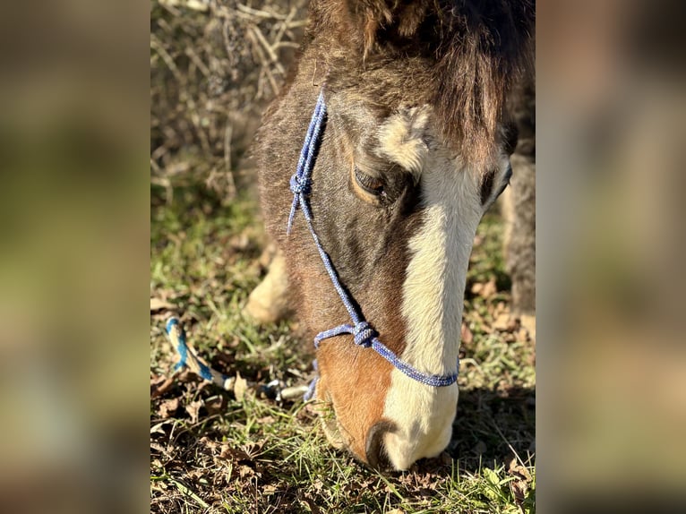 Tennessee Walking Horse Mix Castrone 15 Anni 150 cm Baio scuro in Whitwell