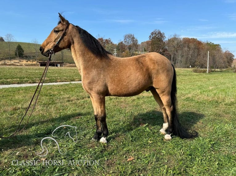 Tennessee Walking Horse Castrone 15 Anni 152 cm Pelle di daino in Mize, KY