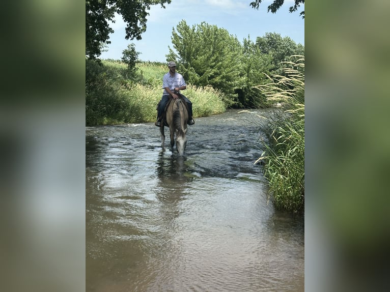 Tennessee Walking Horse Castrone 15 Anni 152 cm Pelle di daino in Van Horne