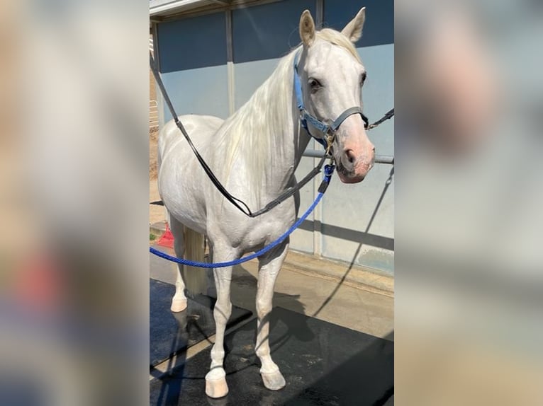 Tennessee Walking Horse Castrone 15 Anni 163 cm Bianco in Simi Valley, CA