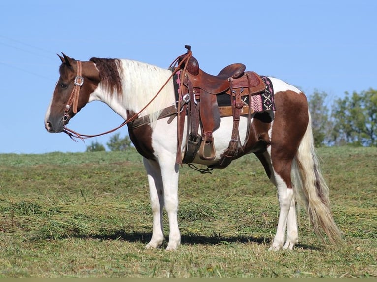 Tennessee Walking Horse Castrone 15 Anni Tobiano-tutti i colori in Whitley City KY