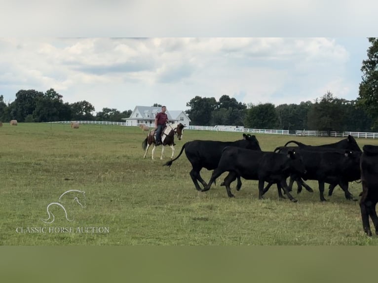 Tennessee Walking Horse Castrone 16 Anni 142 cm Tobiano-tutti i colori in Lewisburg, TN