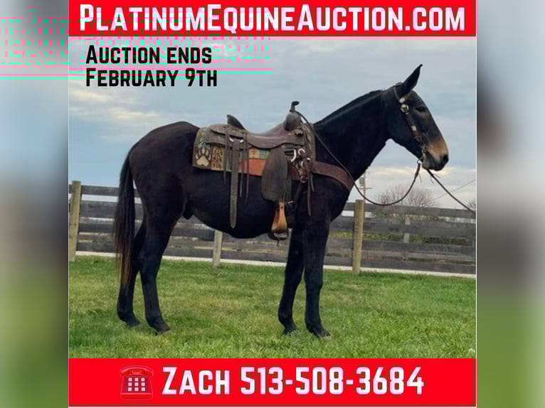 Tennessee Walking Horse Castrone 16 Anni 150 cm Morello in Moscow, OH