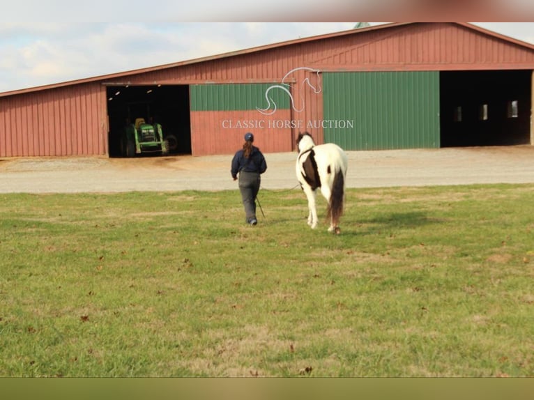 Tennessee Walking Horse Castrone 17 Anni 152 cm Tobiano-tutti i colori in Lewisburg, TN