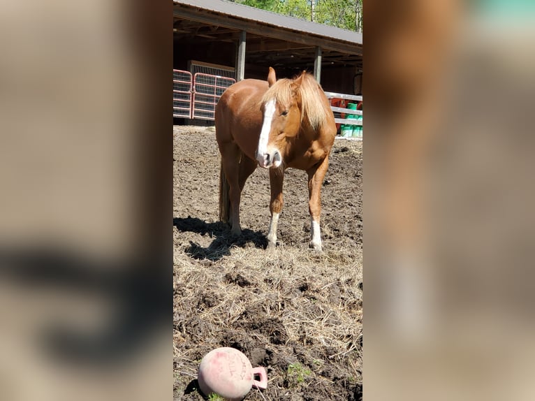 Tennessee Walking Horse Castrone 19 Anni 163 cm Sauro ciliegia in Jamestown, tn