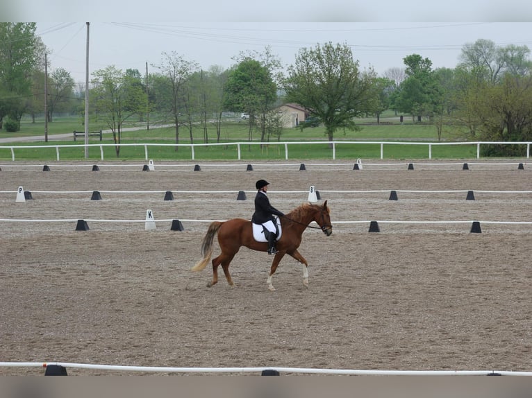 Tennessee Walking Horse Castrone 19 Anni 163 cm Sauro ciliegia in Jamestown, tn