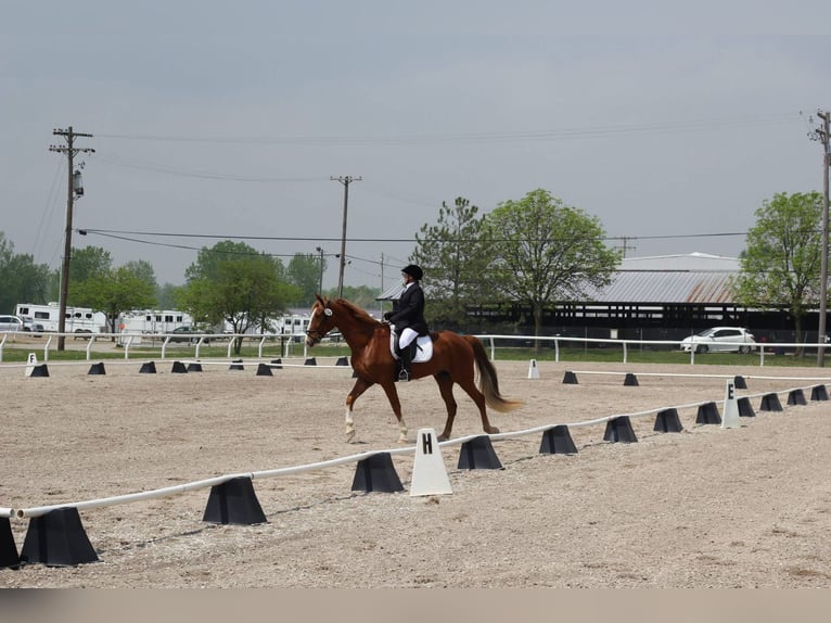 Tennessee Walking Horse Castrone 19 Anni 163 cm Sauro ciliegia in Jamestown, tn