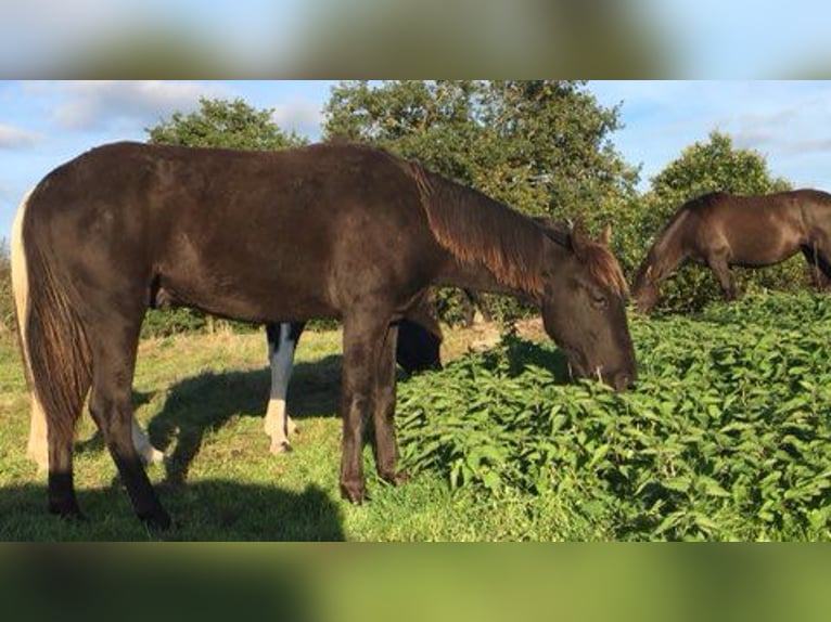 Tennessee Walking Horse Castrone 1 Anno 128 cm Morello in Saint-Cl&#xE9;ment
