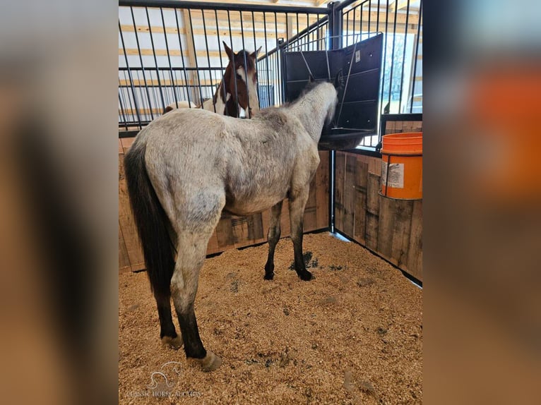 Tennessee Walking Horse Castrone 1 Anno 132 cm Roano blu in Morrison, TN