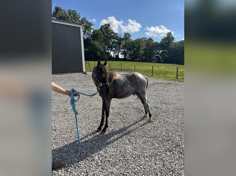 Tennessee Walking Horse Castrone 1 Anno 132 cm Roano blu in Morrison, TN