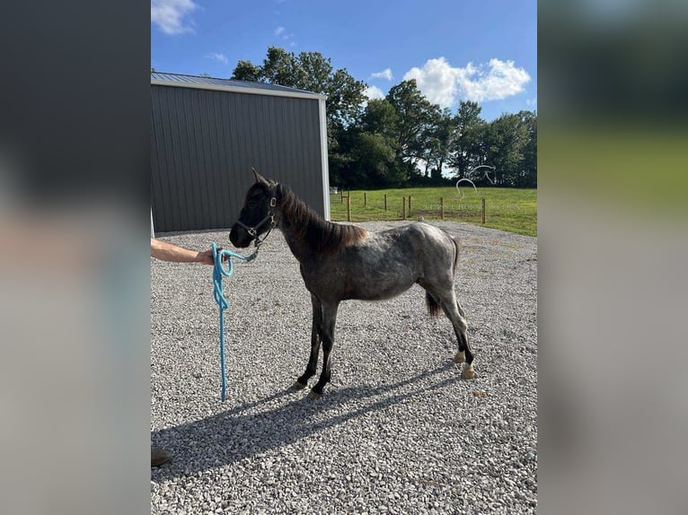 Tennessee Walking Horse Castrone 1 Anno 132 cm Roano blu in Morrison, TN