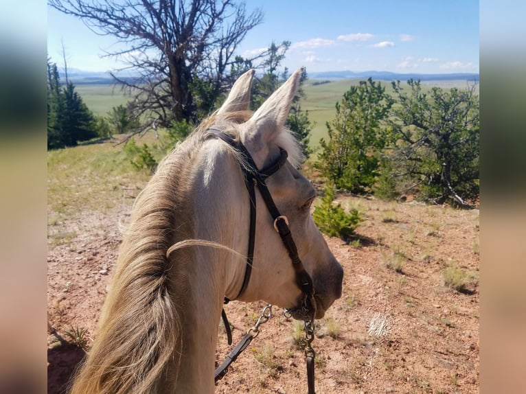Tennessee Walking Horse Castrone 22 Anni 163 cm Champagne in Excelsior Springs, MO