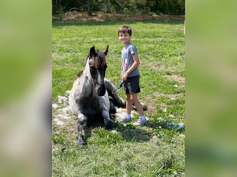 Tennessee Walking Horse Castrone 2 Anni 132 cm Roano blu in Morrison, TN