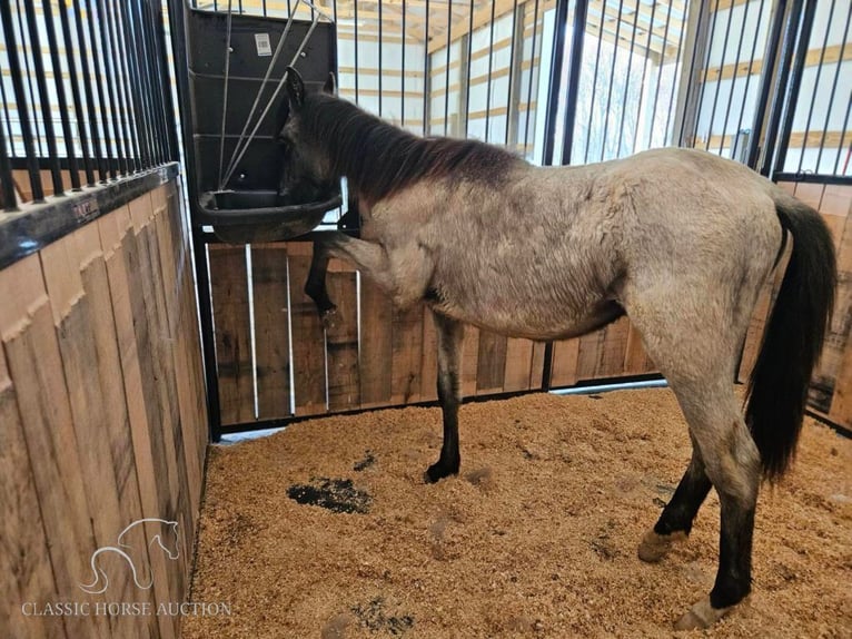 Tennessee Walking Horse Castrone 2 Anni 132 cm Roano blu in Morrison, TN