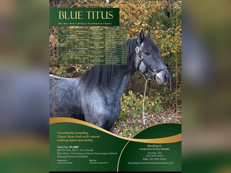 Tennessee Walking Horse Castrone 2 Anni 132 cm Roano blu in Morrison, TN