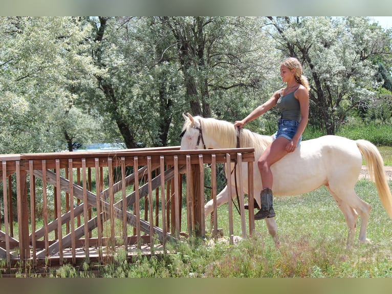 Tennessee Walking Horse Castrone 2 Anni 147 cm Cremello in Fort Collins Tennessee Walking Horse Castrone 2 Anni 147 cm Cremello in Fort Collins