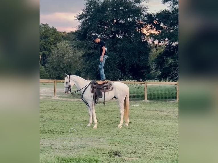 Tennessee Walking Horse Castrone 2 Anni 152 cm Grigio in Independence, LA